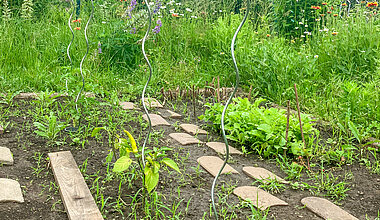 Acker mit Gemüse und Pflanzen der Kita Kleine Riesen Magdeburg
